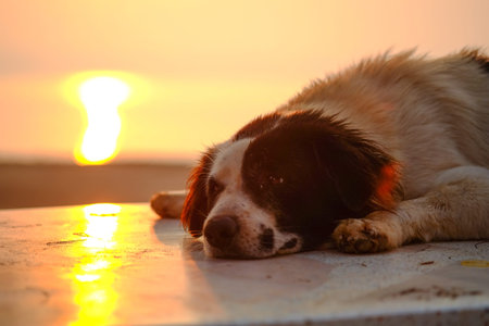 Lazy dog lying down on the floor, soft lighting on morning.
