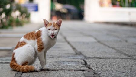 Stray cat staying ahead and hisses something which is a self-defense instinct.の写真素材