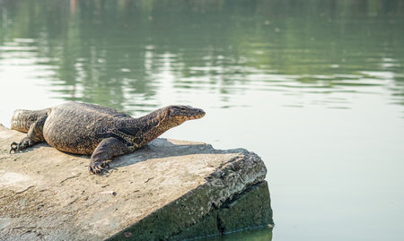 Varanus salvator looking on water monitor on sunny day with lake city background.の写真素材