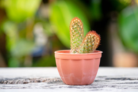 Small plant or cactus in pot on the vintage wooden table top with nature light and green background, selective focus.の写真素材