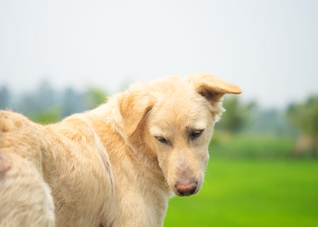 Cute dog looking back and looking something with greenery and cloudy sky background.