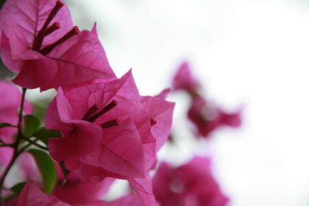 flowerの写真素材