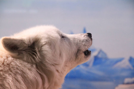 Side view of a dogの写真素材