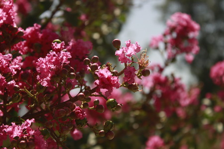 Red flowerの写真素材