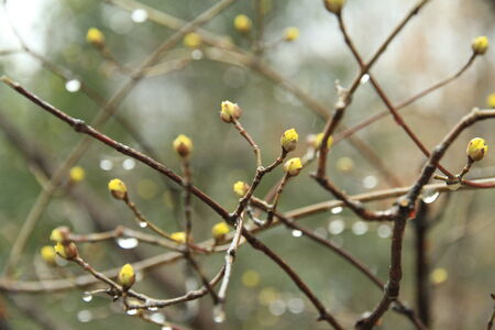 yellow blossomの写真素材