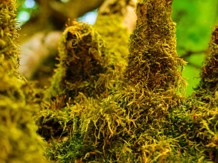 tree mossの写真素材