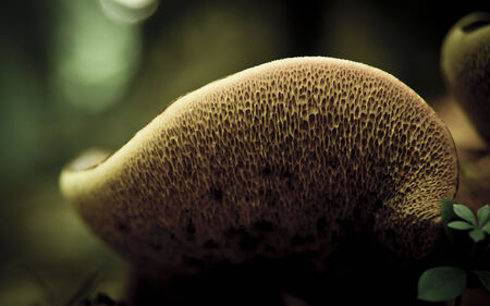 Mushroomの写真素材