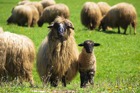 Sheep and Lambの写真素材