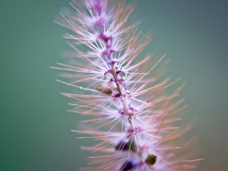 Natural Seeds