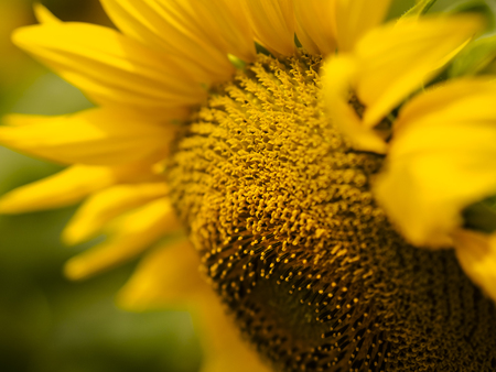 Sulflowerの写真素材