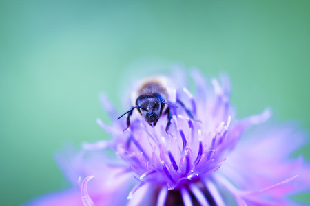 Bee flowerの写真素材