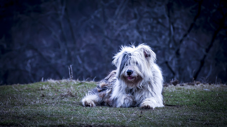 Shepard Dogの写真素材