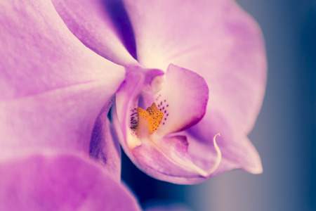 Orchid macroの写真素材