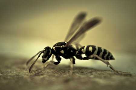 Macro Bug Wasp