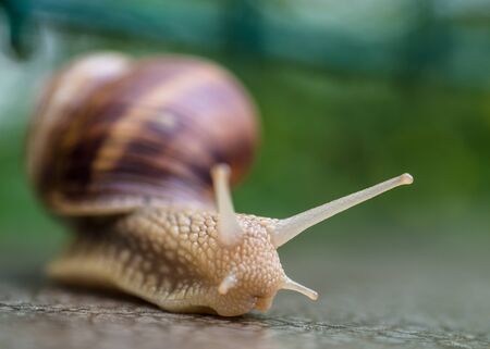 Snailの写真素材
