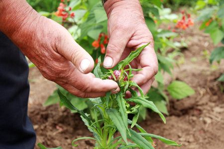 Proudly presenting the straw flower of his own, an old farmerの写真素材