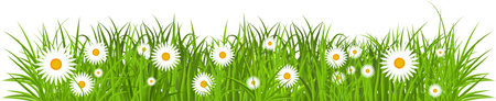 Green grass with flower frame. Spring grass and daisy border isolated.のイラスト素材