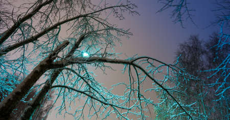 branches at dusk, lights and sky light quiet streetの写真素材
