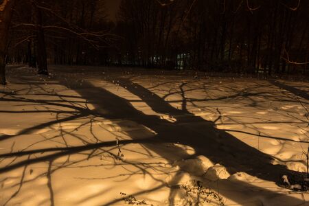 shadow from tree in the park at winter seasonの写真素材