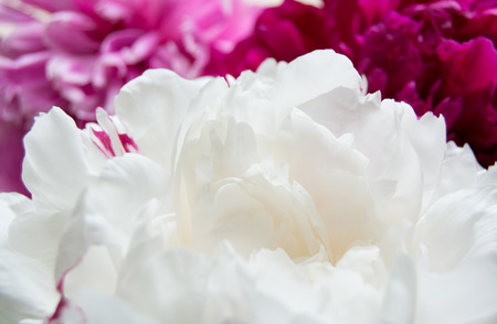 background with beautiful peony petals, three toneの写真素材