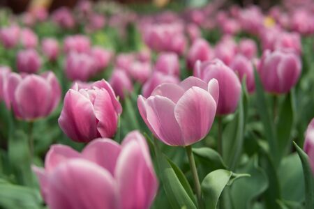 many pink tulip in nature fieldの写真素材