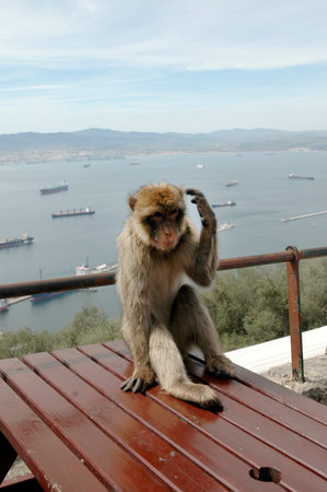 Wild Barbary Apes on the Rock of Gibraltar on the southern tip of Europe
