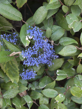 Blue flowers in Sorrento Southern Italy