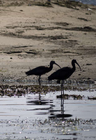 Black Ibis on th Rive Nile in Egyptの写真素材