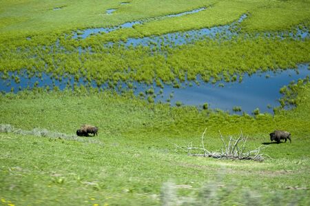Bison or buffalo by the Yellowstone River in Wyoming USAの写真素材