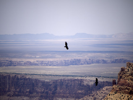 Birds Over the Grand Canyon Arizona/Nevada USA