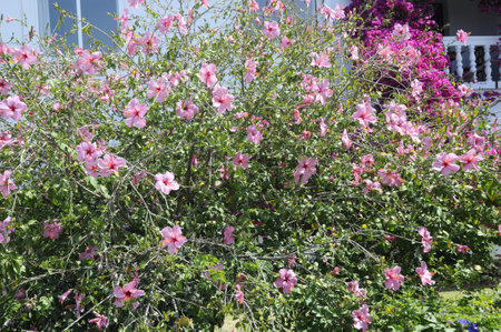 Maro on the Costa del Sol in Andalucia Spainのeditorial素材