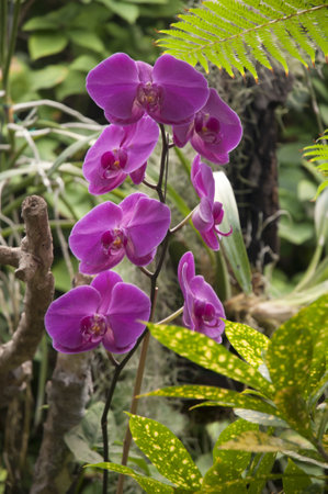 orchid in Puerto de la Cruz in Tenerife Canary Islands Spainのeditorial素材