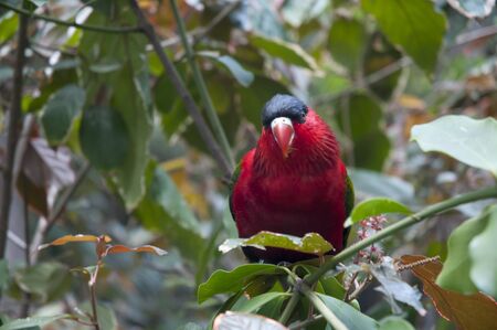 Parrot in Puerto de la Cruz Tenerife,Canary Islands Spainの写真素材