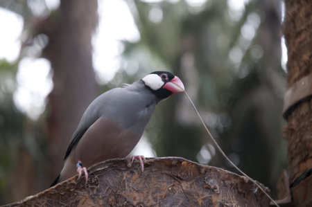 Parrot in Puerto de la Cruz Tenerife,Canary Islands Spainのeditorial素材