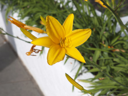 flowers in Puerto de la Cruz in Tenerife in the Canary Islands Spainのeditorial素材