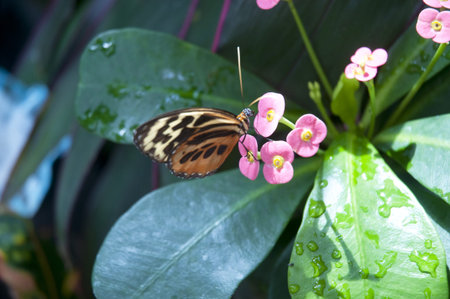 Butterflies in Key West Florida USA
