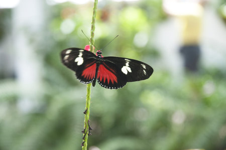 Butterflies in Key West Florida USA