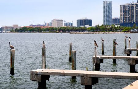 Pelicans at St Petersburg Florida USAの写真素材