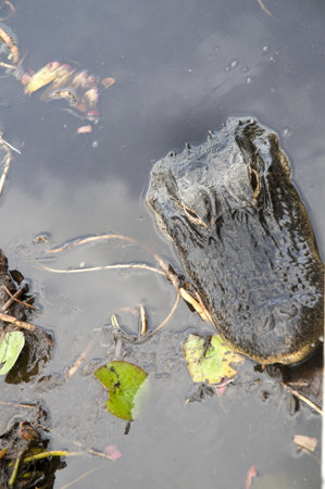 Alligator in the Everglades  in the Southern State of Florida in the USA