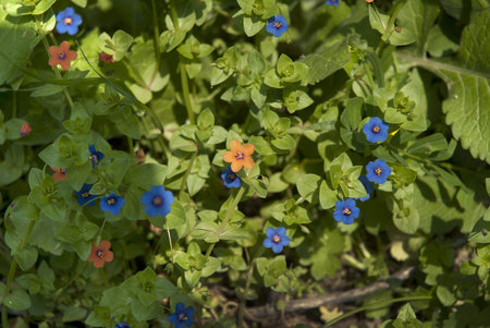 Pimpernel Wild Flowers on the island of Crete in Greece