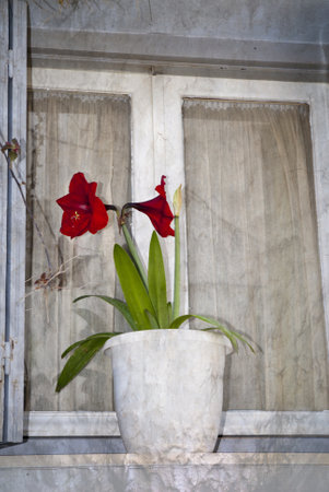 Amaryllis in Window in Rethymno Crete Greeceのeditorial素材