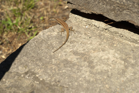 Lizard basking by Lake Garda Italyのeditorial素材