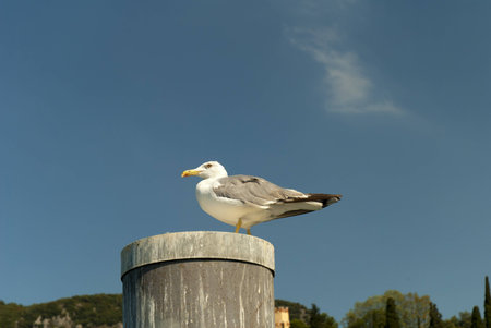 Seagull in Sirmione is one of the lovely small towns on this lake in Northern Italy with a Snation situated near the Dolomites and Italian Alps.のeditorial素材