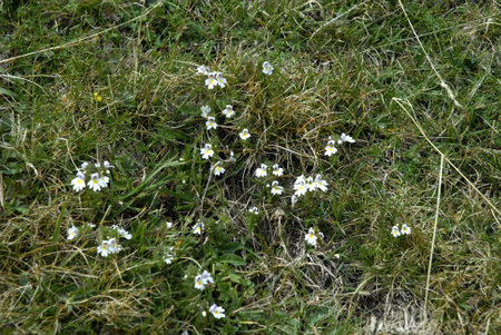 Wildflowers on top of Monte Baldo at Malcesine Lake Garda Italyのeditorial素材