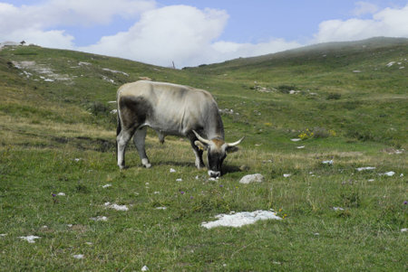 Cattle on Monte Baldo at Malcesine Lake Garda Italyのeditorial素材