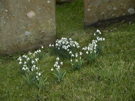 Snowdrops in St Margarets Churchyard in the Village of Hawes in the Yorkshire Dales Englandのeditorial素材