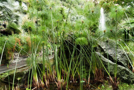 Papyrus plants in Stunning Tropical Garden on the Volcanic Island of Ischia in the Bay of Naples Italの写真素材