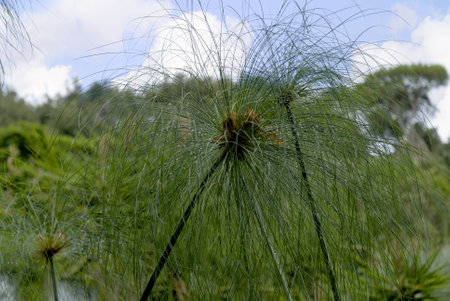 Papyrus plant in Stunning Tropical Garden on the Volcanic Island of Ischia in the Bay of Naples Italのeditorial素材