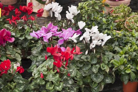 flowers on the Market at Campo de Fiore in Rome Italyの写真素材