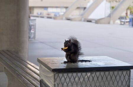 Black Squirrel in Centre of Toronto Canadaの写真素材